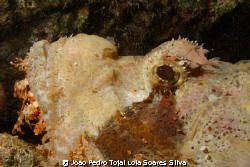 Scorpionfish (Scorpaenopsis diabolus) portrait. by Joao Pedro Tojal Loia Soares Silva 